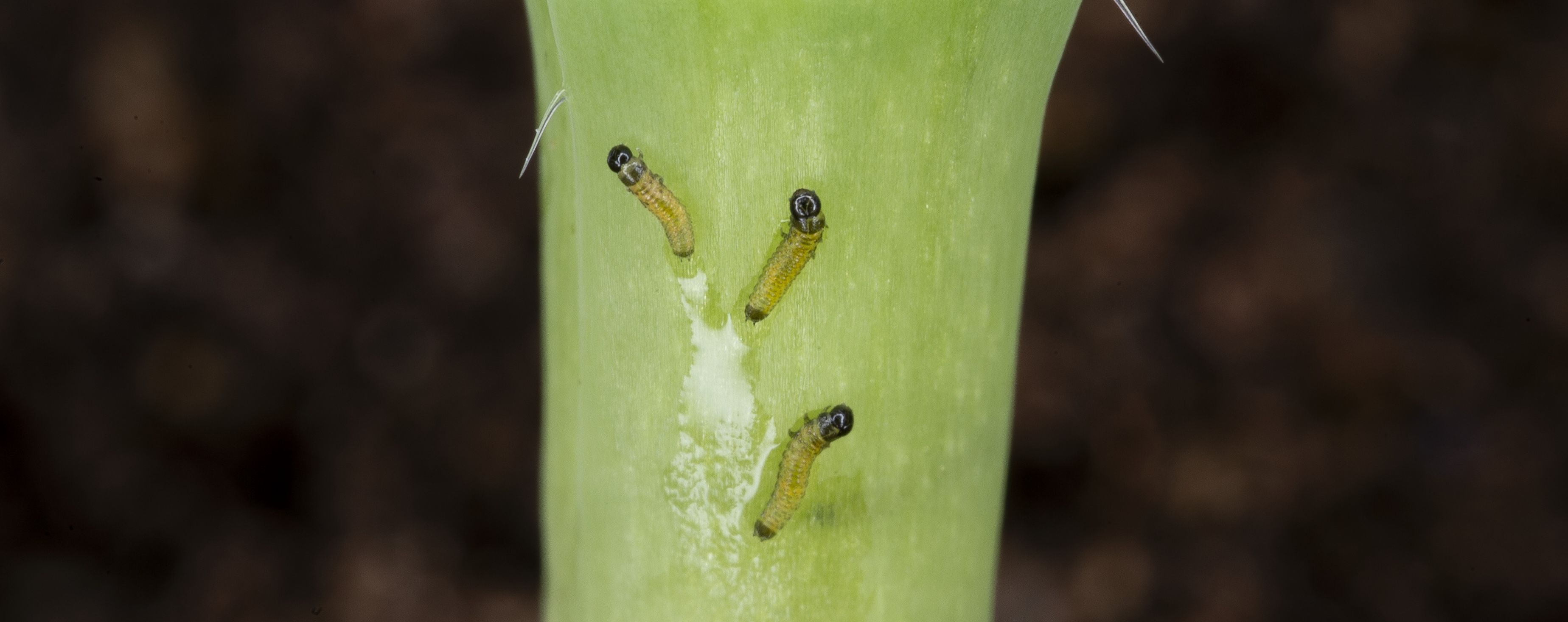 Cabbage stem flea beetle larvae on oilseed rape.