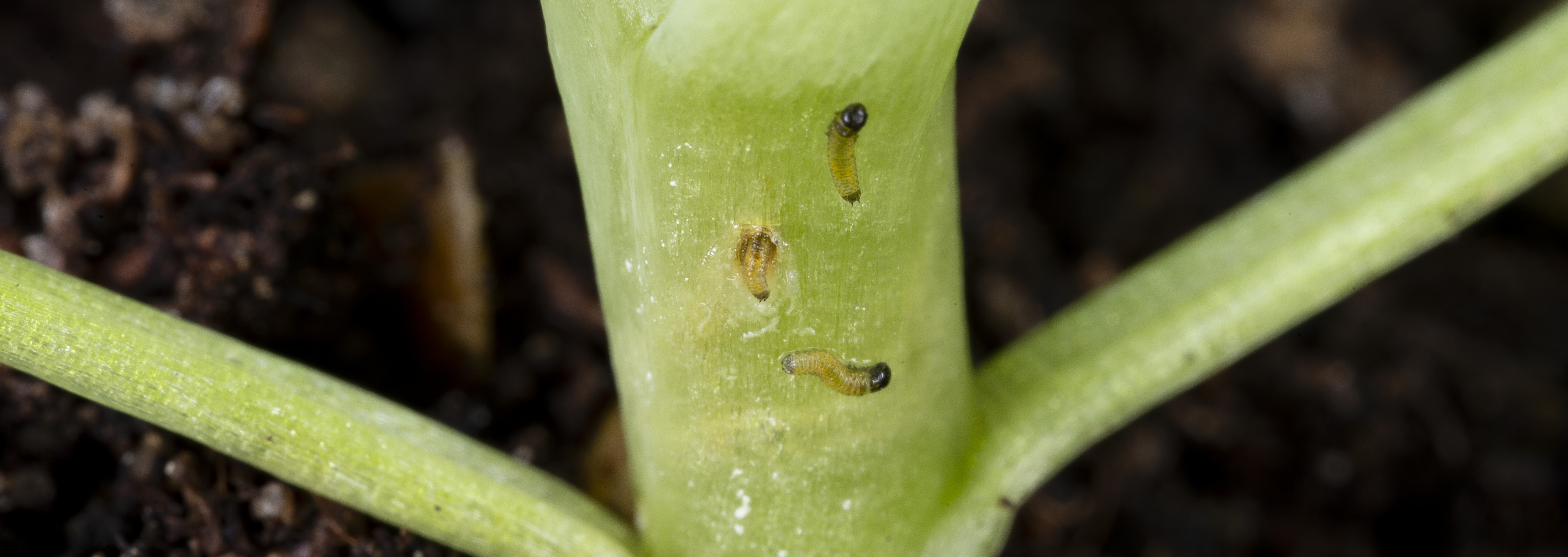 Cabbage stem flea beetle larvae on oilseed rape.